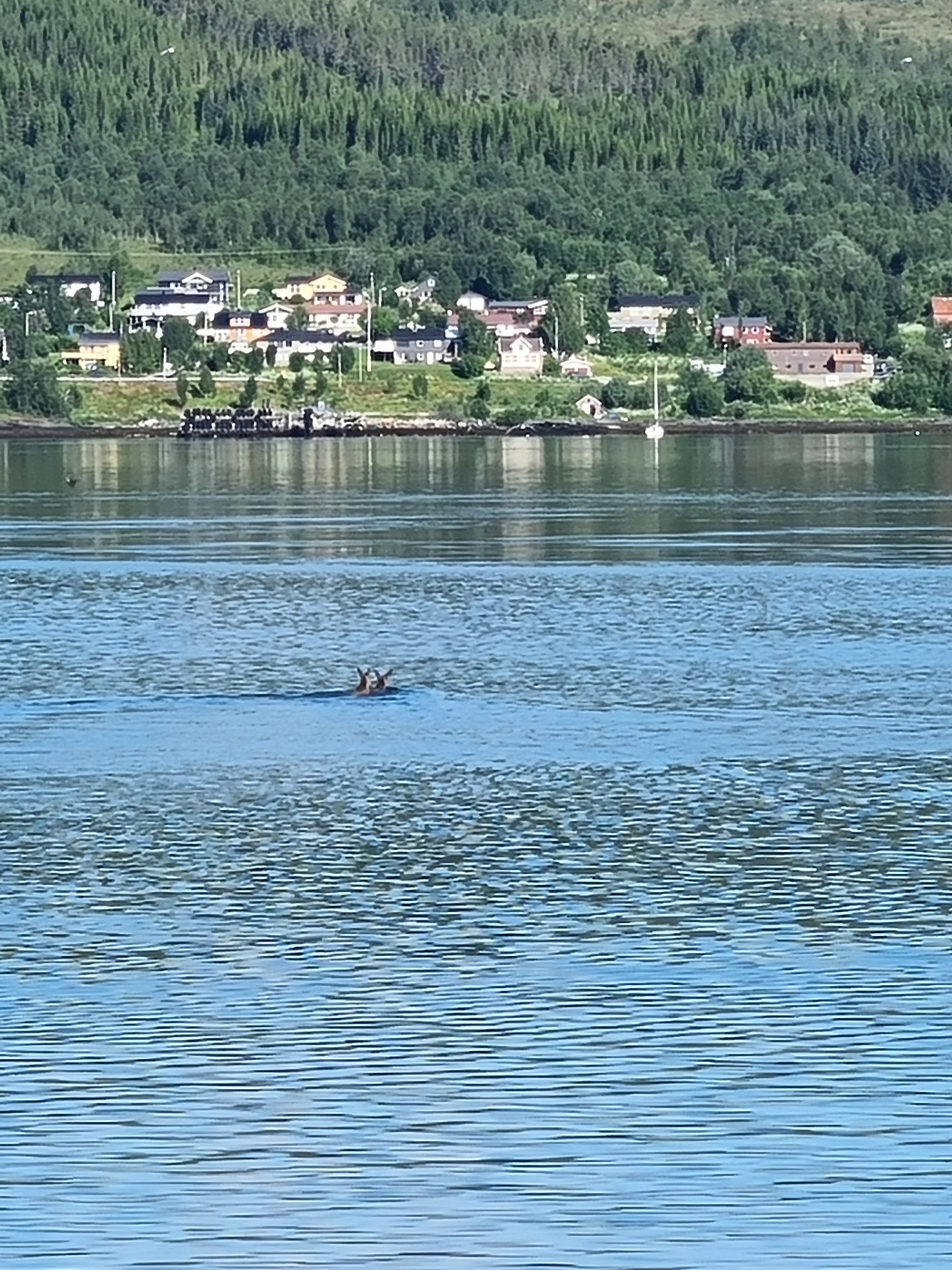 Squirrel swimming in a lake near a forested village shoreline.