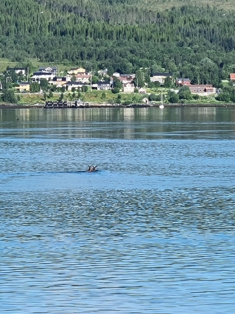 Squirrel swimming in a lake near a forested village shoreline.