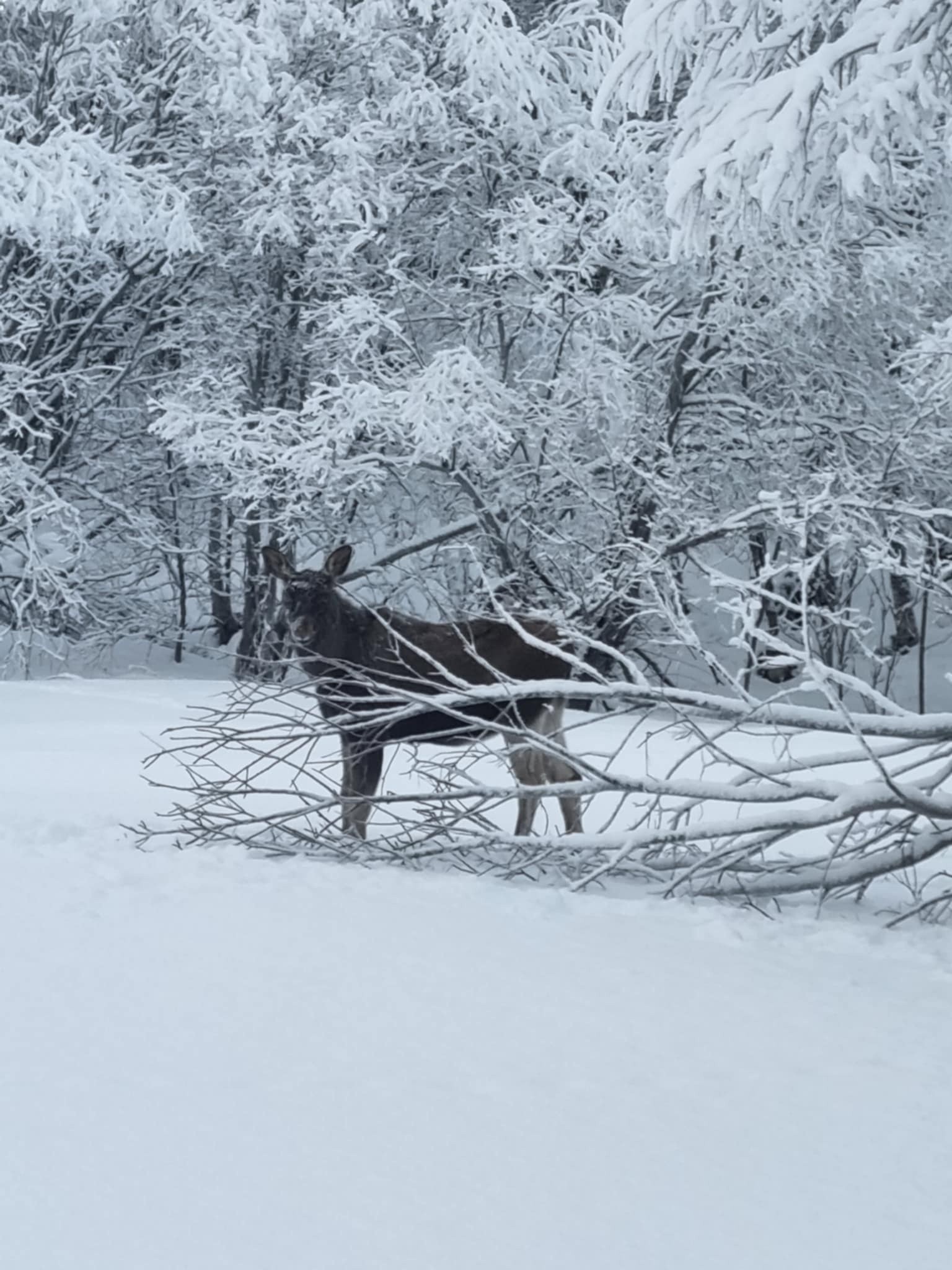 Moose standing among snow-covered trees and branches in a winter landscape.