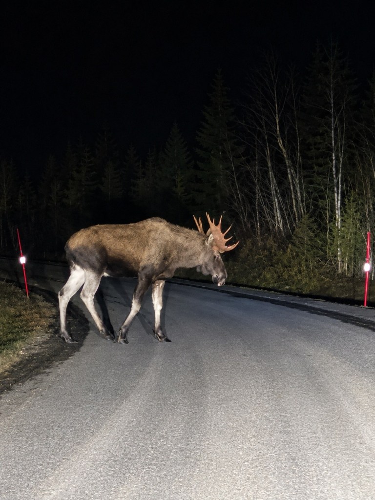 Moose standing on a road at night, surrounded by trees.