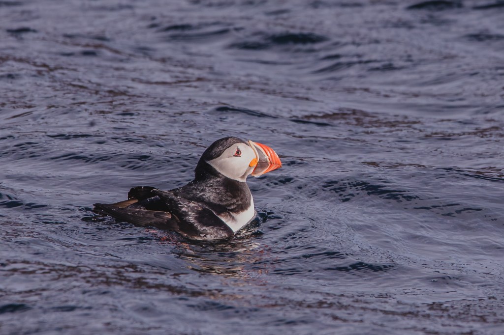 Puffin with orange beak floating on water's surface.