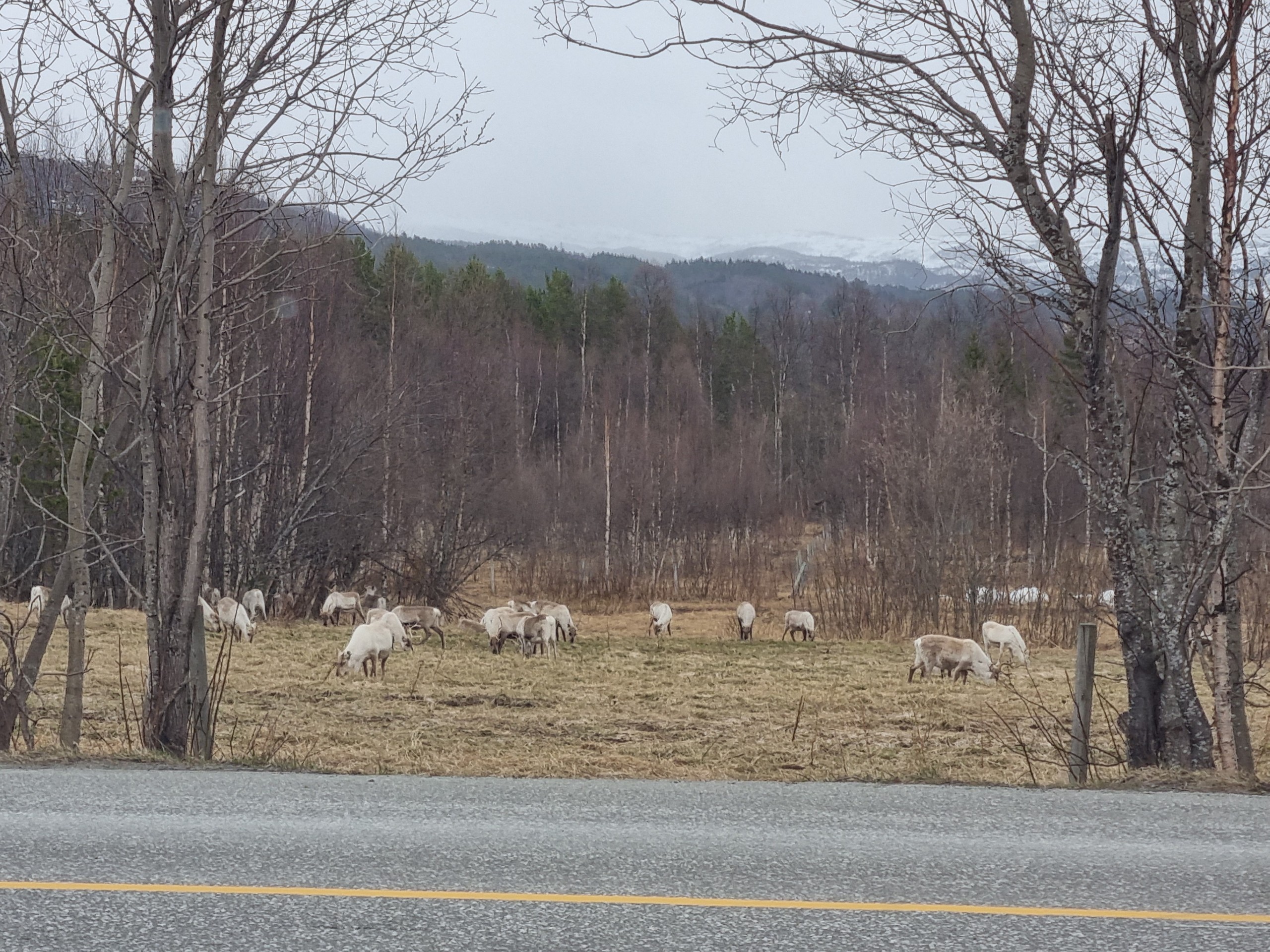 Sheep grazing in a field with bare trees and mountains in the background.