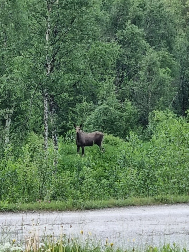 Moose standing in lush green forest near a road.