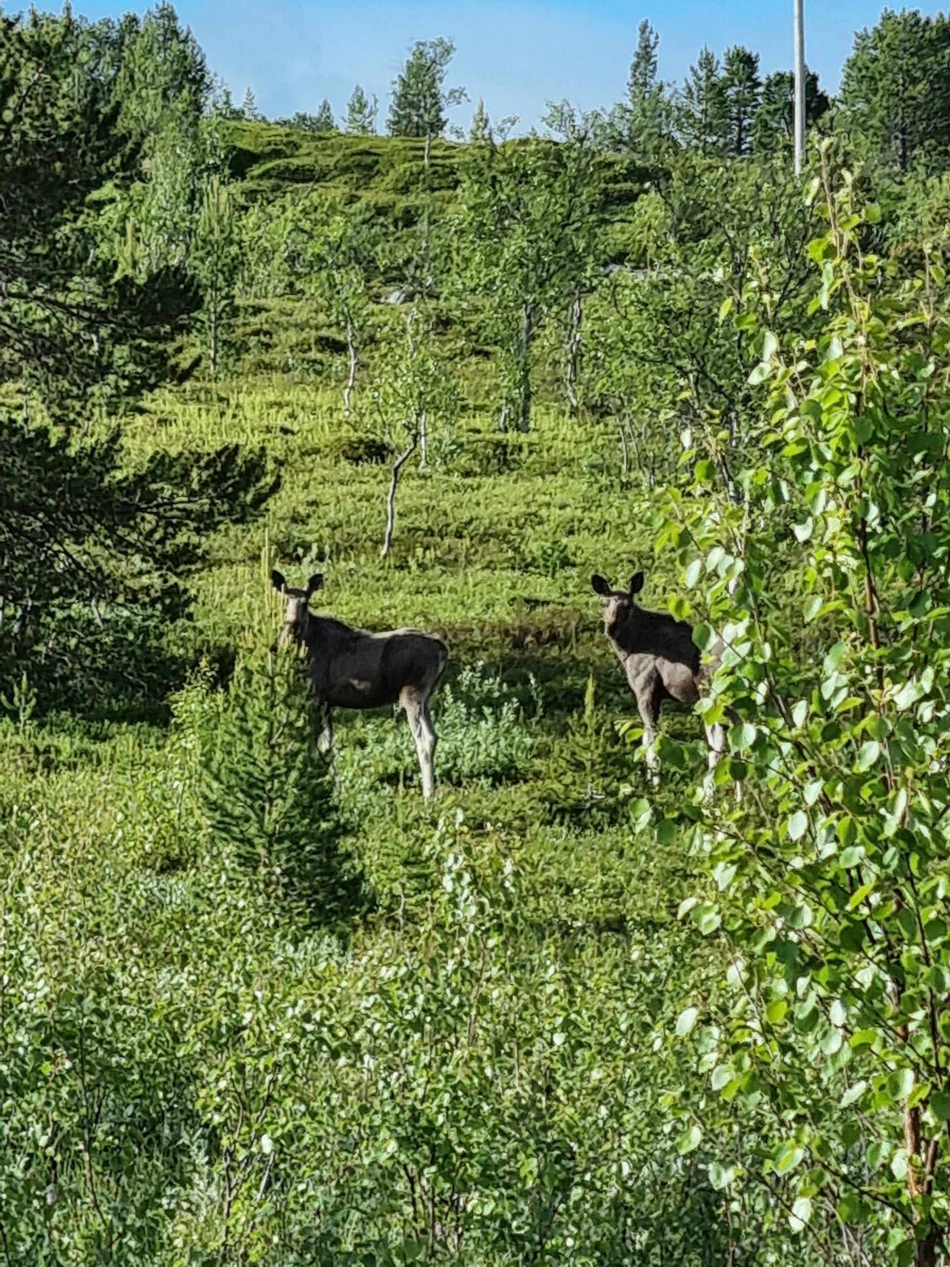 Two moose standing in a lush green forest clearing.