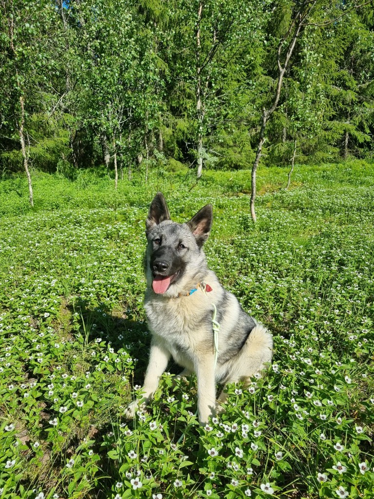 Dog sitting in a field of flowers with trees in the background.