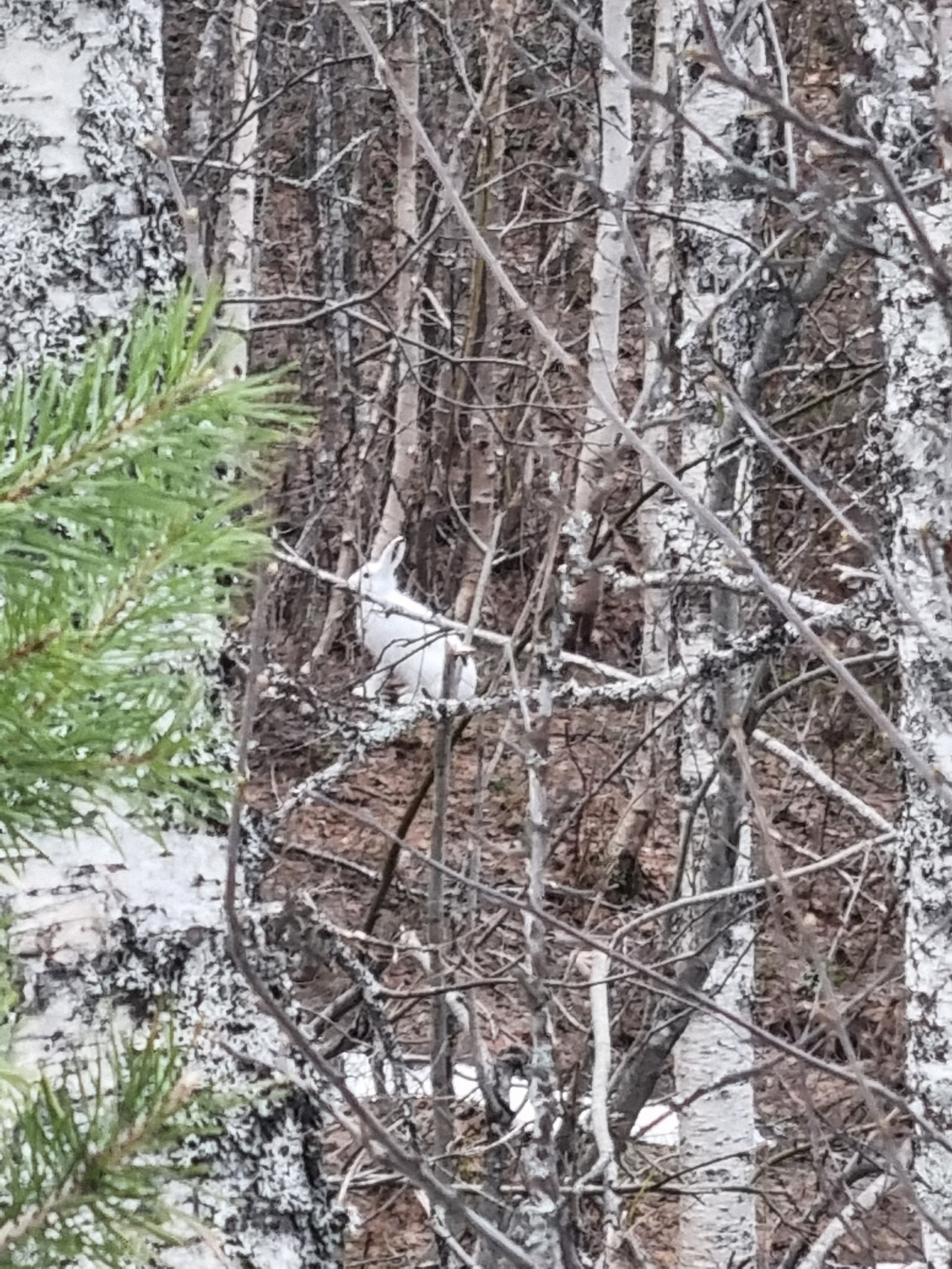 White rabbit camouflaged in a birch forest with brown leaves.