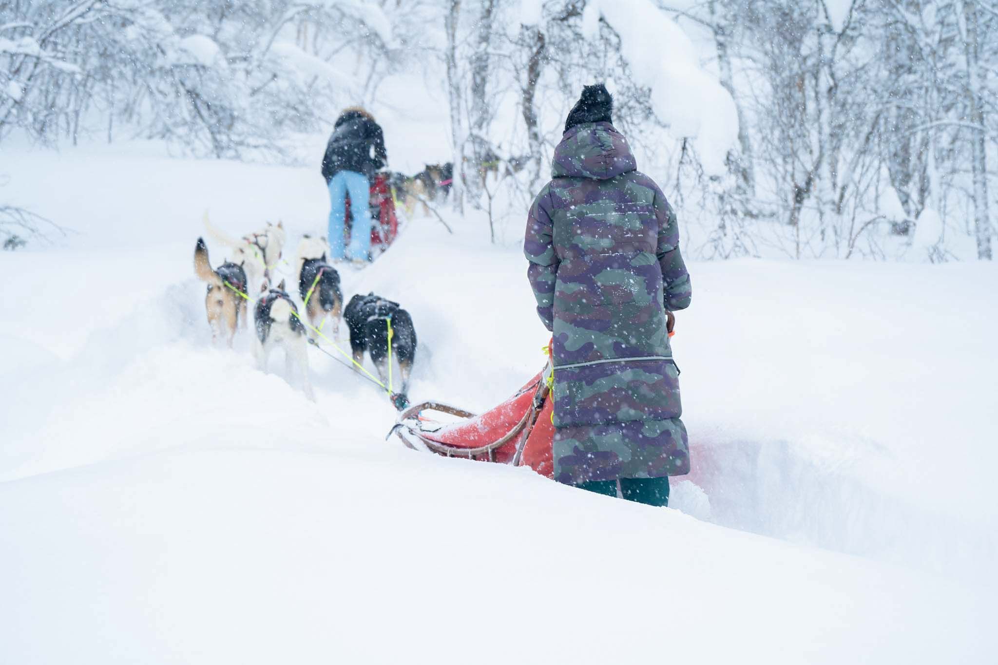 Person leading sled dogs through snowy landscape.