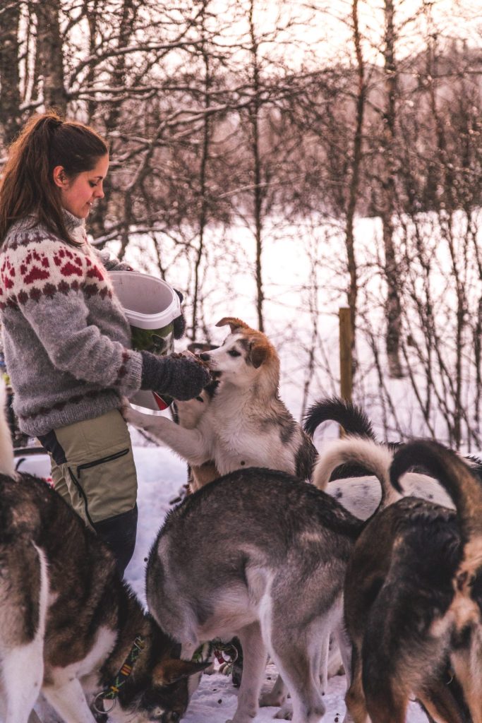 Person in a sweater interacting with huskies in a snowy forest