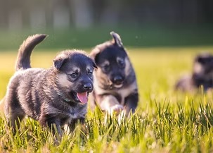 Two puppies playing in a grassy field with blurred background.