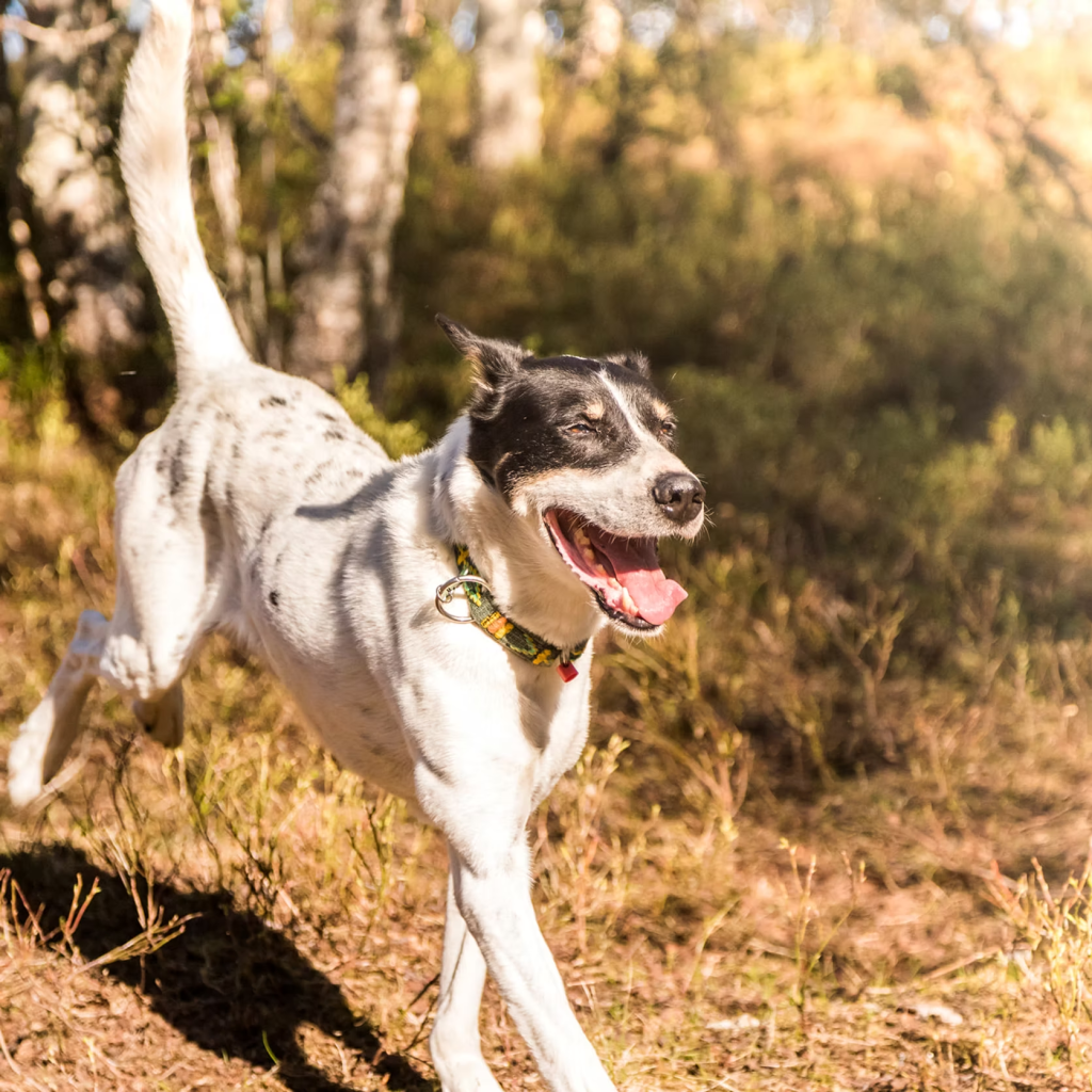 Happy dog with spots running in a sunny forest.
