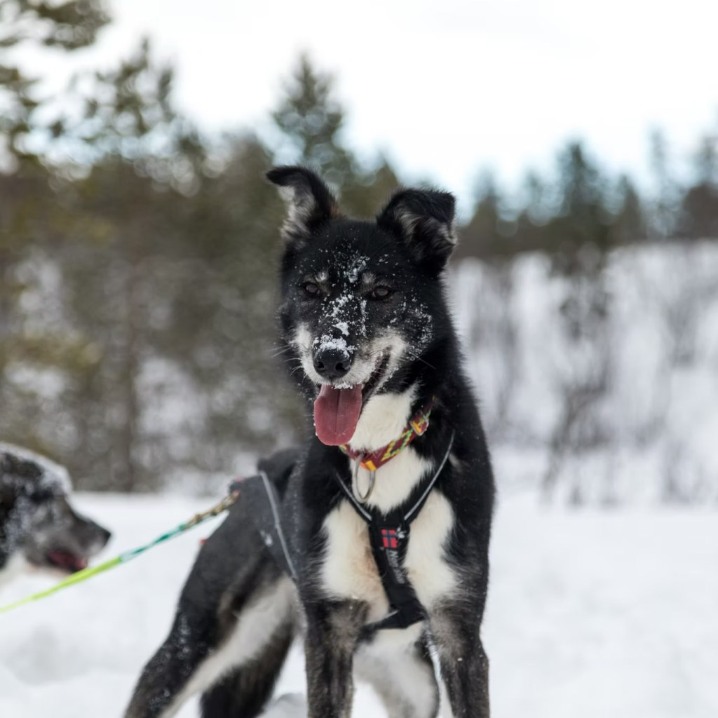 Dog wearing harness standing in snowy landscape.