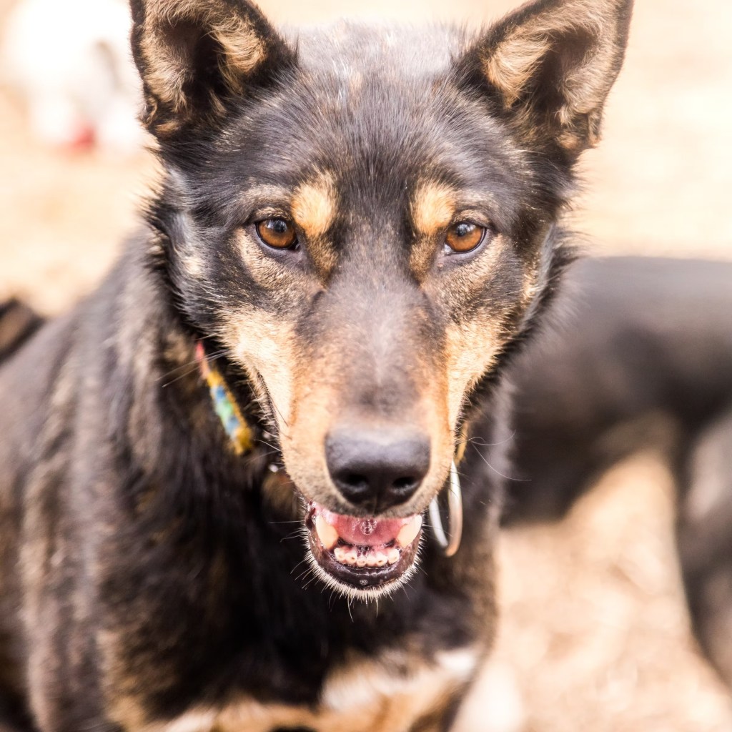 Close-up of a brown and black dog with alert ears and focused eyes.