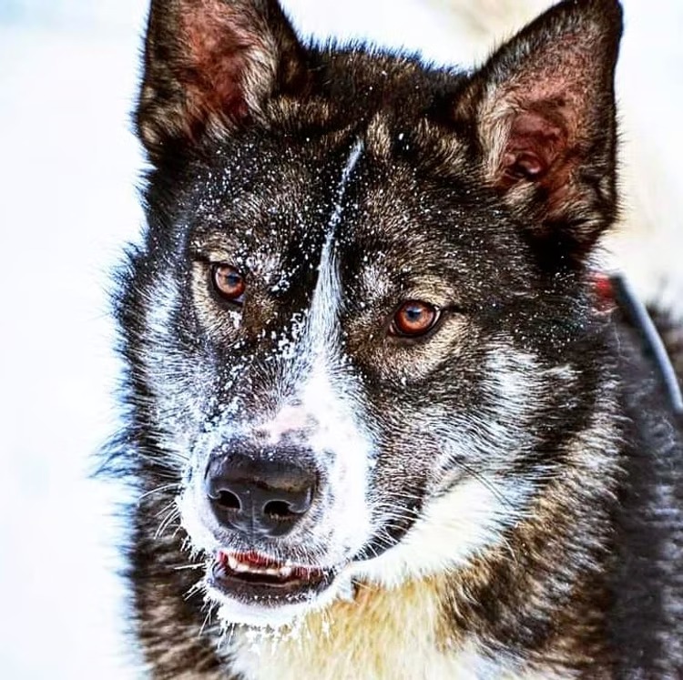 Close-up of a husky dog with snow on its face.