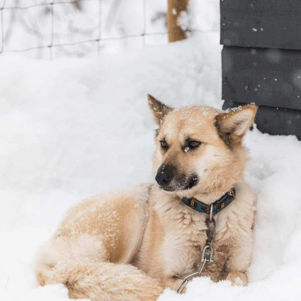 A dog sitting in snow near a dark shed.