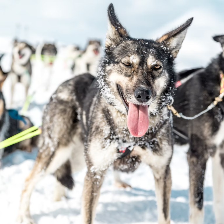 Happy sled dog with tongue out in snowy setting.