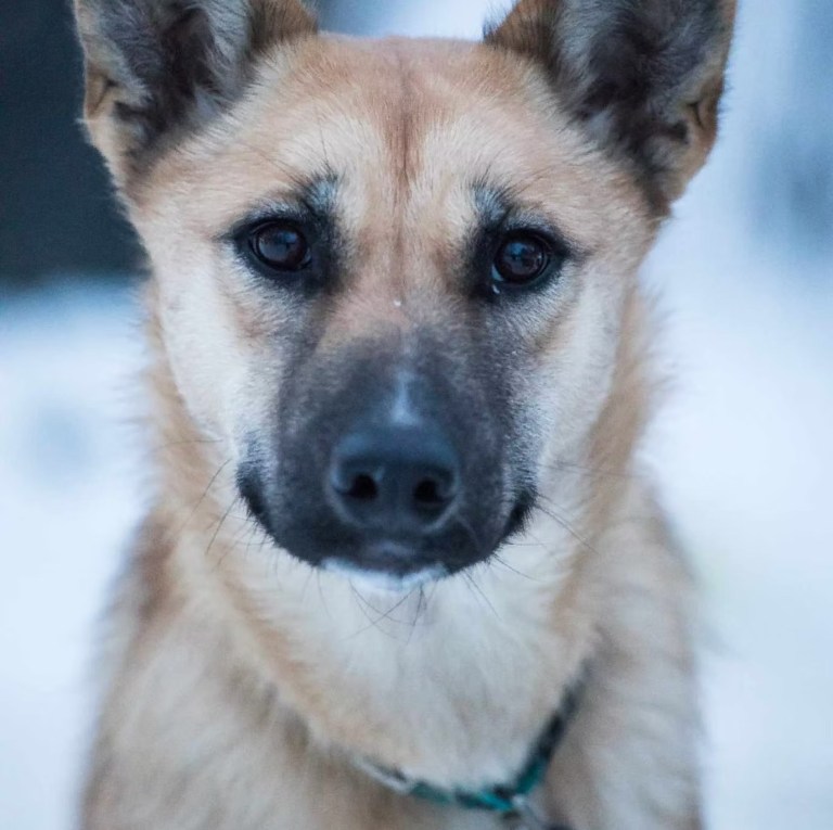 Close-up of a brown dog with alert ears and dark eyes.