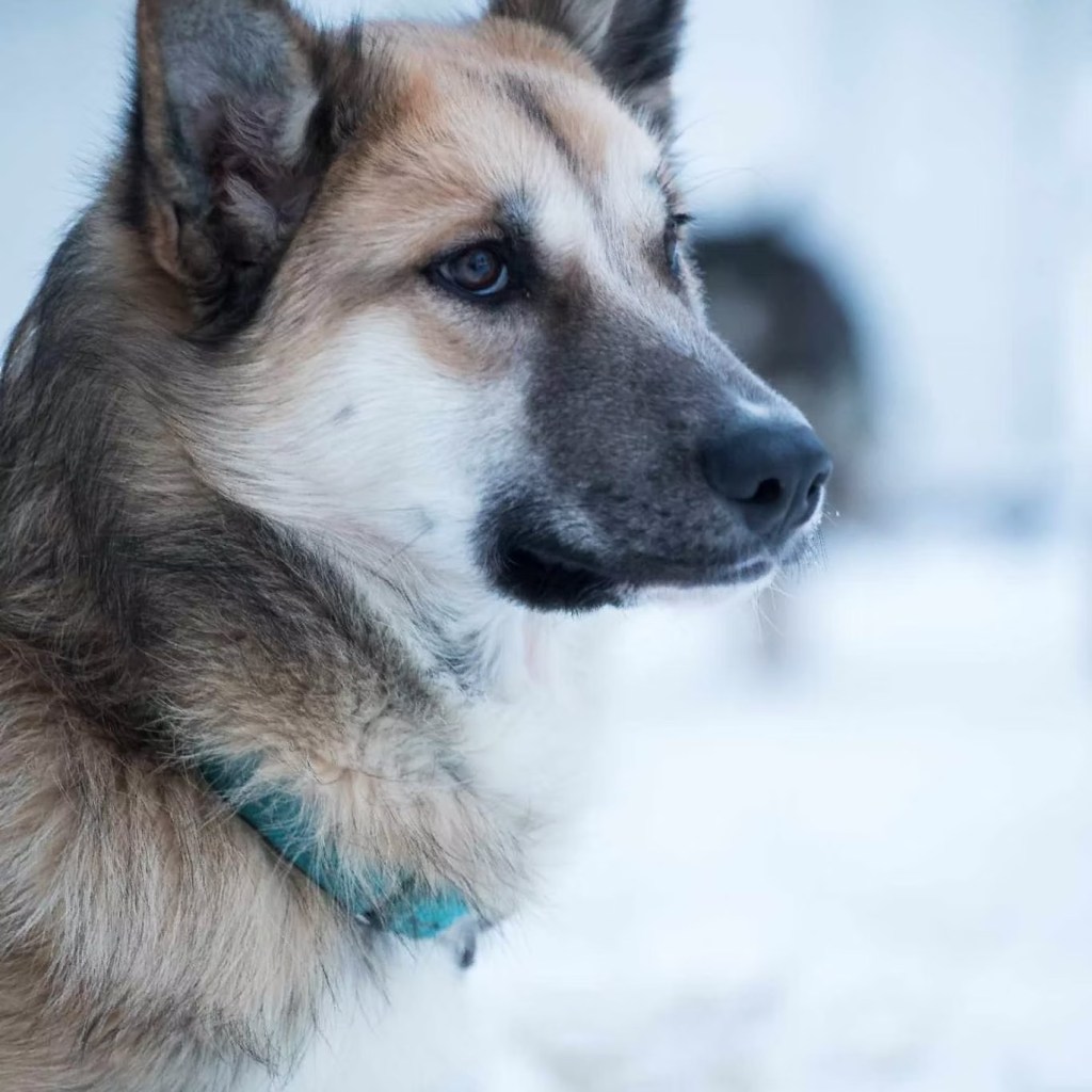Close-up of a dog with a tan and black coat, wearing a blue collar.
