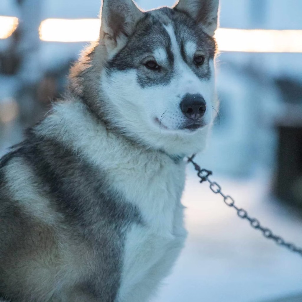 Close-up of a Siberian Husky sitting, facing sideways with a leash attached, snowy background.
