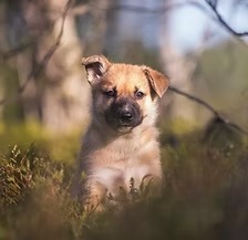 A small brown puppy sits in a wooded area with grass and blurred background.