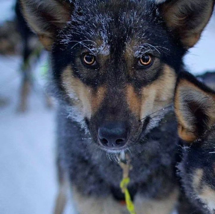 Close-up of a snow-covered sled dog with alert eyes.