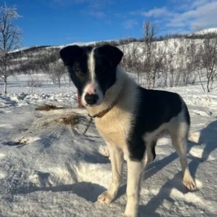 Black and white dog standing in snowy landscape.