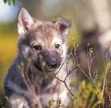Cute wolf pup peeking through branches in a natural setting.