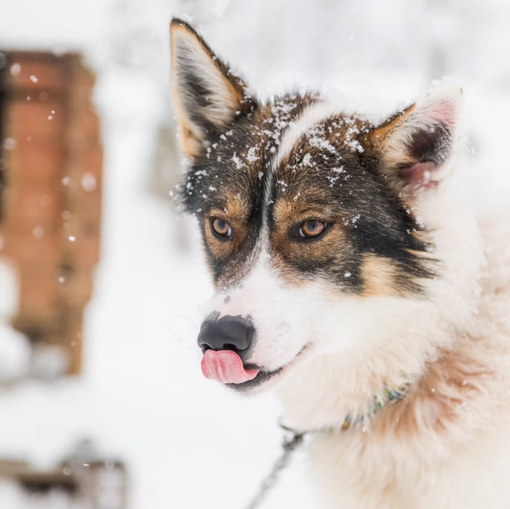 Husky with snowy fur, licking its nose in a winter setting.