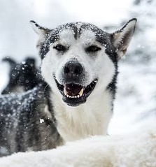 Smiling husky dog in the snow, looking directly at the camera.