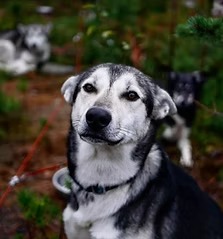 Black and white dog looking at camera, with two other dogs in the background.
