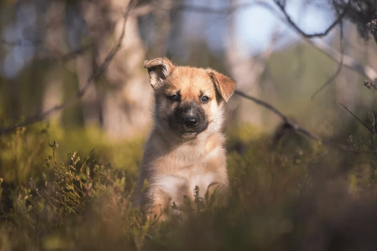 Puppy sitting in a forest with blurred trees in the background.