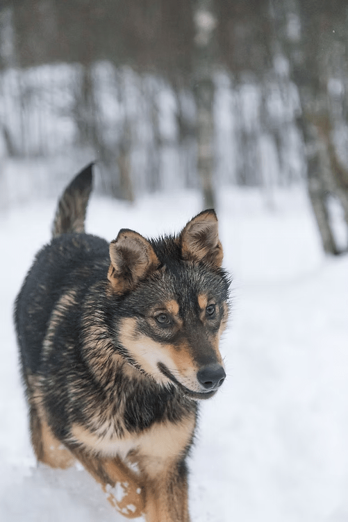 A dog with a thick coat runs through the snow in a forest.