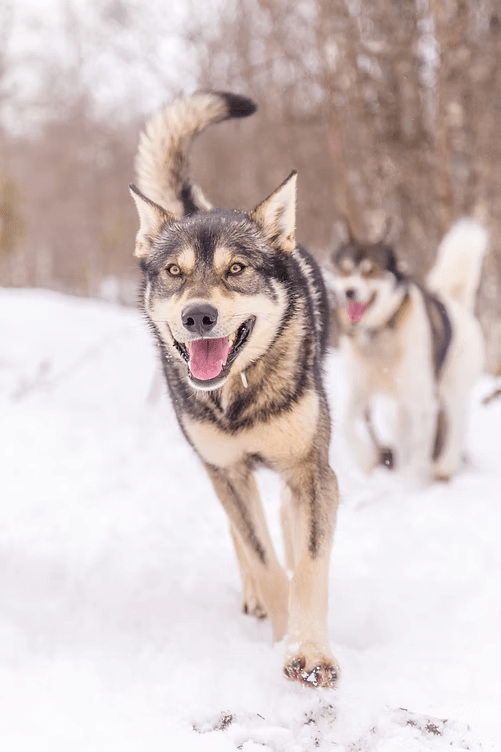 Two huskies playing in the snow, one in front looking at the camera.