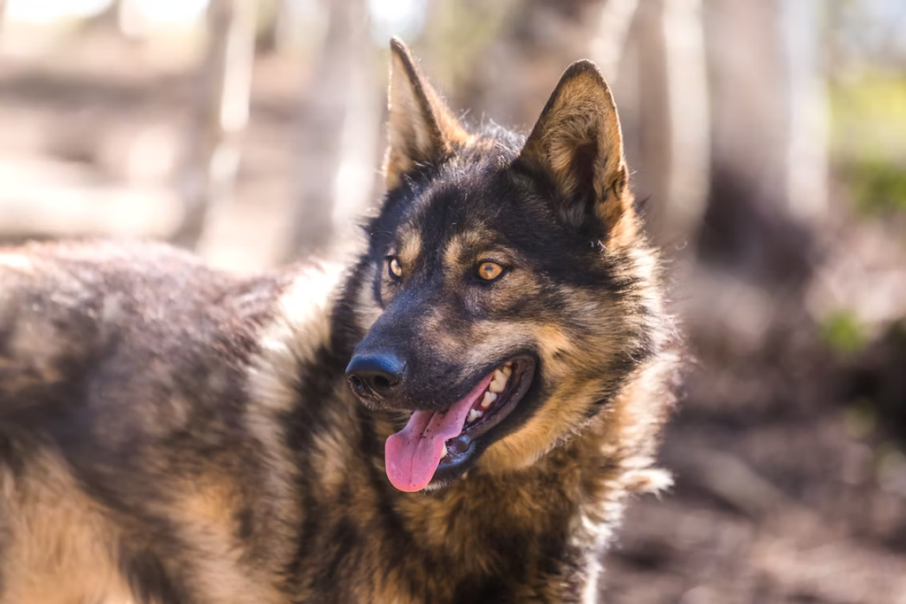 A brown and black dog with pointed ears and tongue out, standing outdoors.