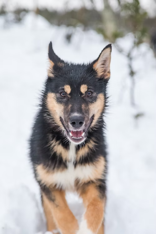 Happy dog with black and tan fur playing in snow.