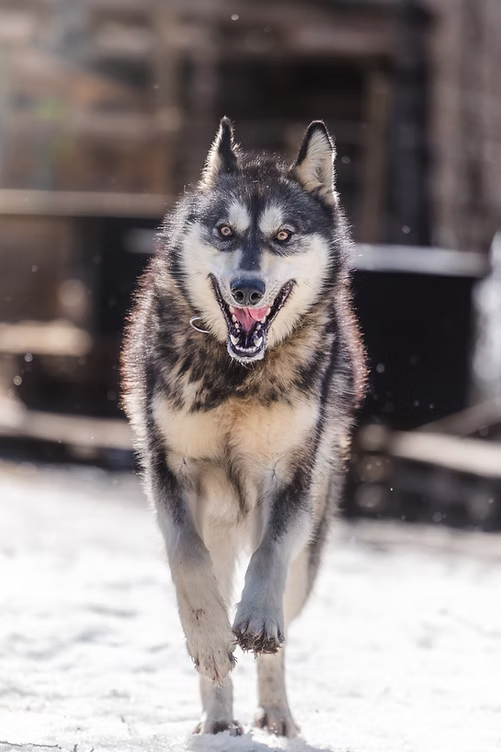 Siberian Husky running through snow towards the camera.