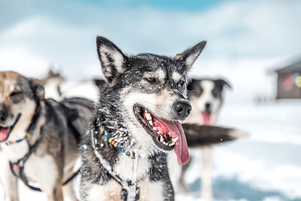 Husky dogs in snow, one with tongue out and wearing a colorful collar.