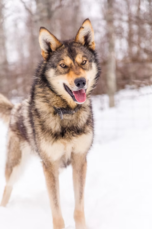 A wolf-like dog standing in the snow with trees in the background.