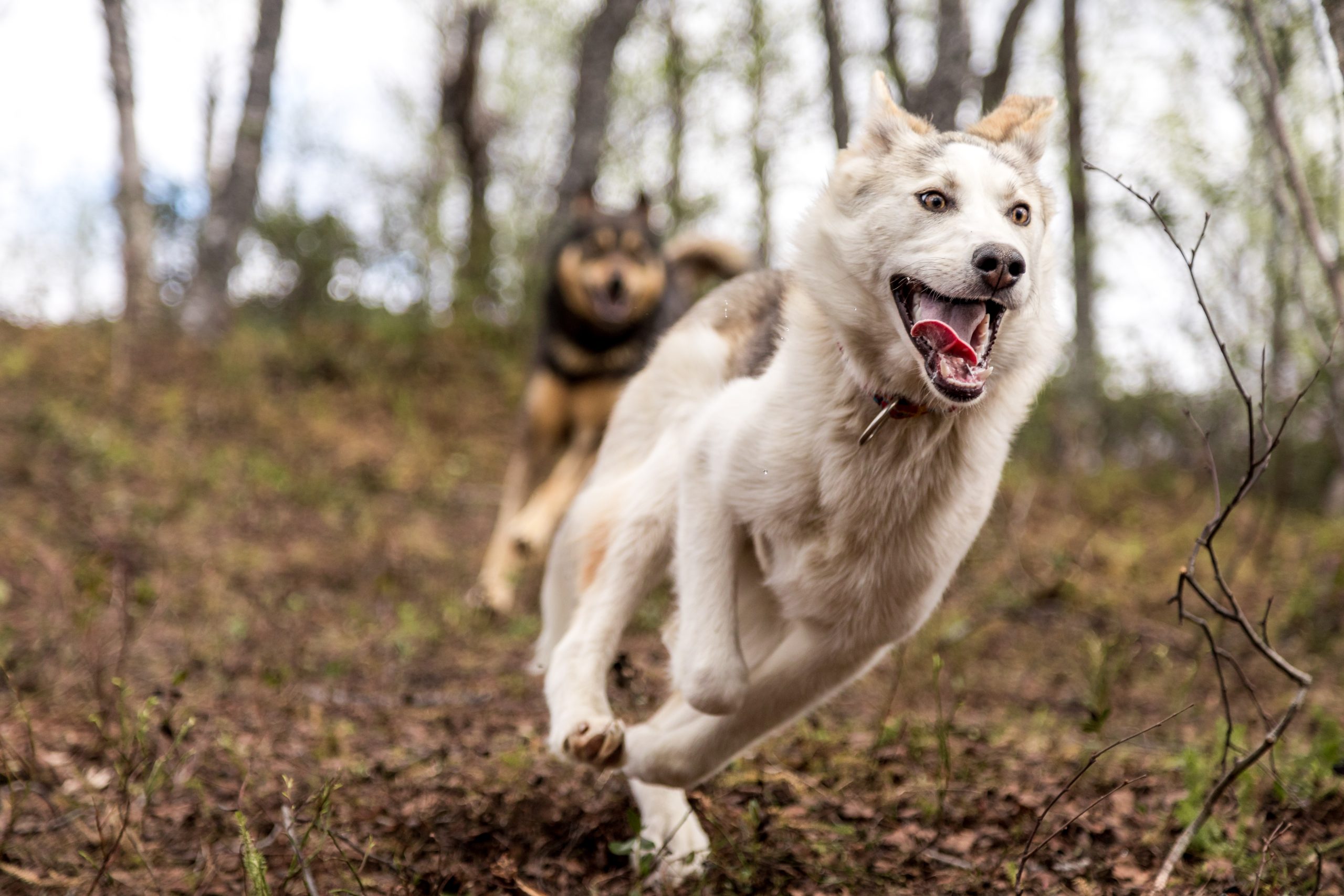 Two dogs running in a forested area, one white and one brown, with trees in the background.