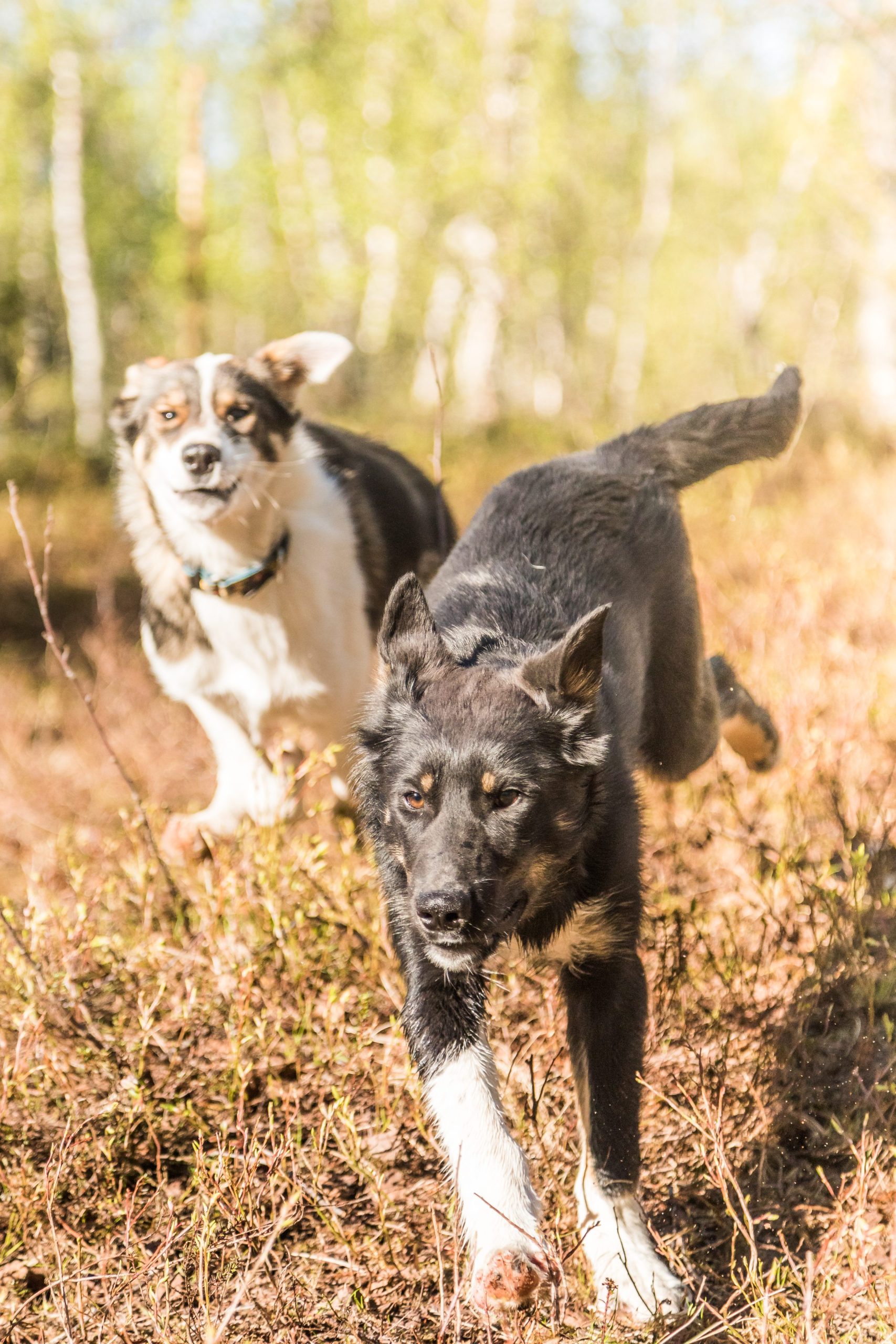 Two dogs running through a grassy, sunlit area in the forest.