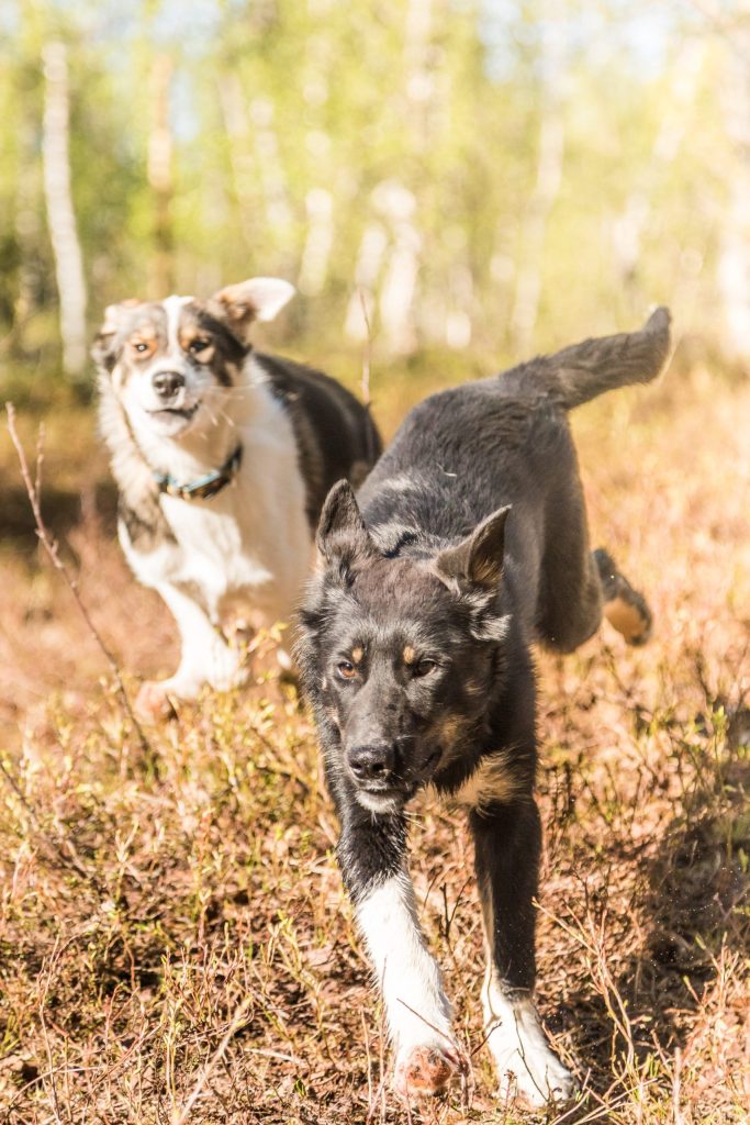 Two dogs running through a grassy, sunlit area in the forest.